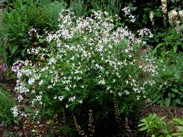 Attēlu rezultāti vaicājumam “Gillenia trifoliata”