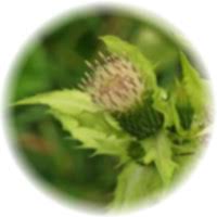 Attēlu rezultāti vaicājumam “Cirsium oleraceum leaf”