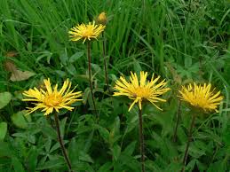 Image result for Inula hirta