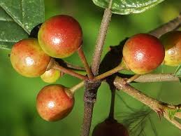 Attēlu rezultāti vaicājumam “Frangula alnus fruit”