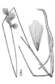 Attēlu rezultāti vaicājumam “Eriophorum gracile fruit”