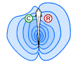 Electroreception - Wikipedia, the free encyclopedia