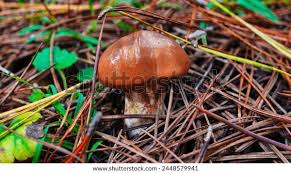 Attēlu rezultāti vaicājumam “Suillus luteus”