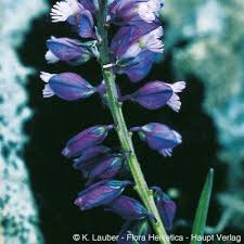 Attēlu rezultāti vaicājumam “Polygala comosa flower”