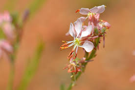 Attēlu rezultāti vaicājumam “Saussurea esthonica flower”