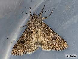 Attēlu rezultāti vaicājumam “Hadula trifolii”