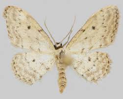 Attēlu rezultāti vaicājumam “Idaea seriata”