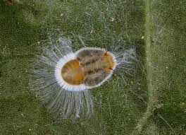 Attēlu rezultāti vaicājumam “Trioza dispar”