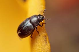 Attēlu rezultāti vaicājumam “Meligethes sp.”