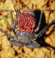 Attēlu rezultāti vaicājumam “Aranei exuvia”