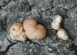 Attēlu rezultāti vaicājumam “Tremella encephala”