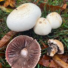 Attēlu rezultāti vaicājumam “Physarum ovisporum macro”