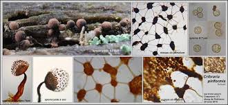 Attēlu rezultāti vaicājumam “Cribraria piriformis spores”