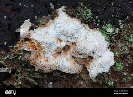 Attēlu rezultāti vaicājumam “Rhodonia placenta”