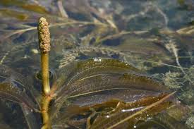 Attēlu rezultāti vaicājumam “Potamogeton lucens”