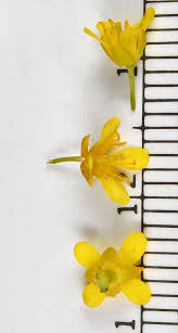 Attēlu rezultāti vaicājumam “Rorippa sylvestris flower”