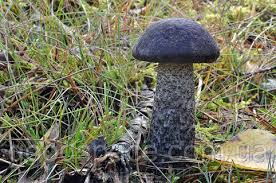 Attēlu rezultāti vaicājumam “Leccinum melaneum”