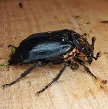 Attēlu rezultāti vaicājumam “Silphidae”