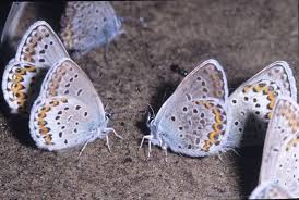 Attēlu rezultāti vaicājumam “Plebejus argus / Plebejus idas”