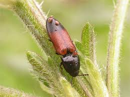 Attēlu rezultāti vaicājumam “Ampedus balteatus”