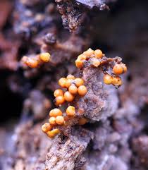 Attēlu rezultāti vaicājumam “Trichia botrytis young”