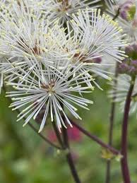 Attēlu rezultāti vaicājumam “Thalictrum aquilegifolium leaf”