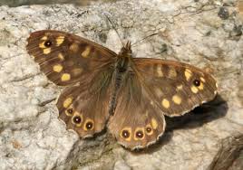 Attēlu rezultāti vaicājumam “Pararge aegeria underside”