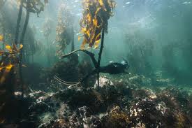 Image result for TAL Divers