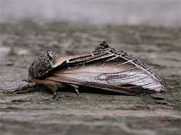 Attēlu rezultāti vaicājumam “Pheosia gnoma male”