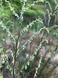 Attēlu rezultāti vaicājumam “Artemisia campestris bud”