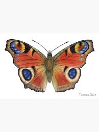 Attēlu rezultāti vaicājumam “Inachis io”