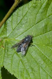 Attēlu rezultāti vaicājumam “Tabanidae”