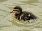 Photo: Duckling 001