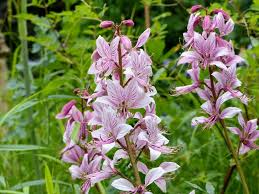 Image result for Diptam