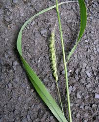 Attēlu rezultāti vaicājumam “Hordelymus europaeus”