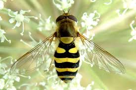 Attēlu rezultāti vaicājumam “Syrphus sp. imago”