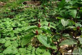 Attēlu rezultāti vaicājumam “Badhamiopsis praetermissa sessile”