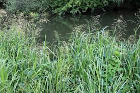 Attēlu rezultāti vaicājumam “Glyceria maxima fruit”