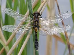 Attēlu rezultāti vaicājumam “Leucorrhinia caudalis male”