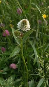 Attēlu rezultāti vaicājumam “Trifolium montanum”