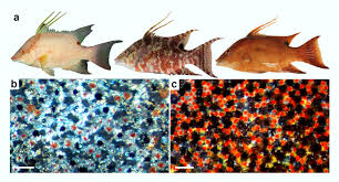 Image result for Lachnolaimus maximus