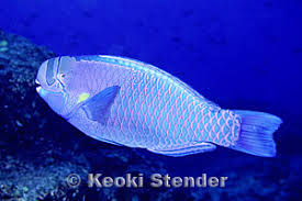 Image result for Chlorurus perspicillatus