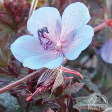Image result for Geranium pratense