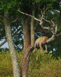 Attēlu rezultāti vaicājumam “Lycogala leopardinum young”