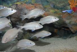 Image result for Haemulon aurolineatum