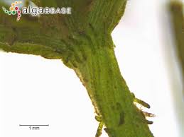 Attēlu rezultāti vaicājumam “Chara hispida”