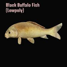 Image result for Ictiobus niger