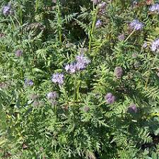 Attēlu rezultāti vaicājumam “Phacelia tanacetifolia leaf”