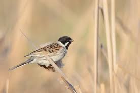 Attēlu rezultāti vaicājumam “Emberiza schoeniclus”