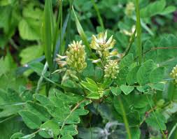 Attēlu rezultāti vaicājumam “Astragalus glycyphyllos flower”